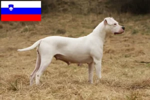 Přečtete si více ze článku Chovatelé a štěňata Dogo Argentino ve Slovinsku