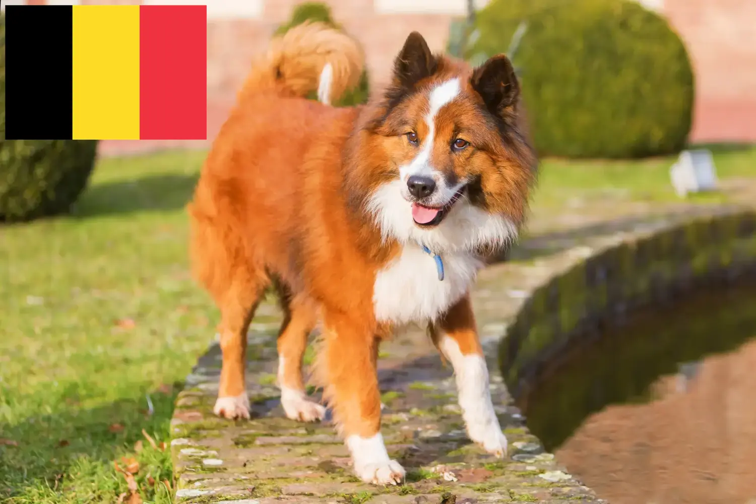 Přečtete si více ze článku Chovatelé a štěňata Elo v Belgii
