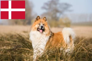 Přečtete si více ze článku Chovatelé a štěňata Elo v Dánsku