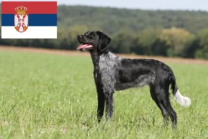 Přečtete si více ze článku Epagneul Breton chovatelé a štěňata v Srbsku