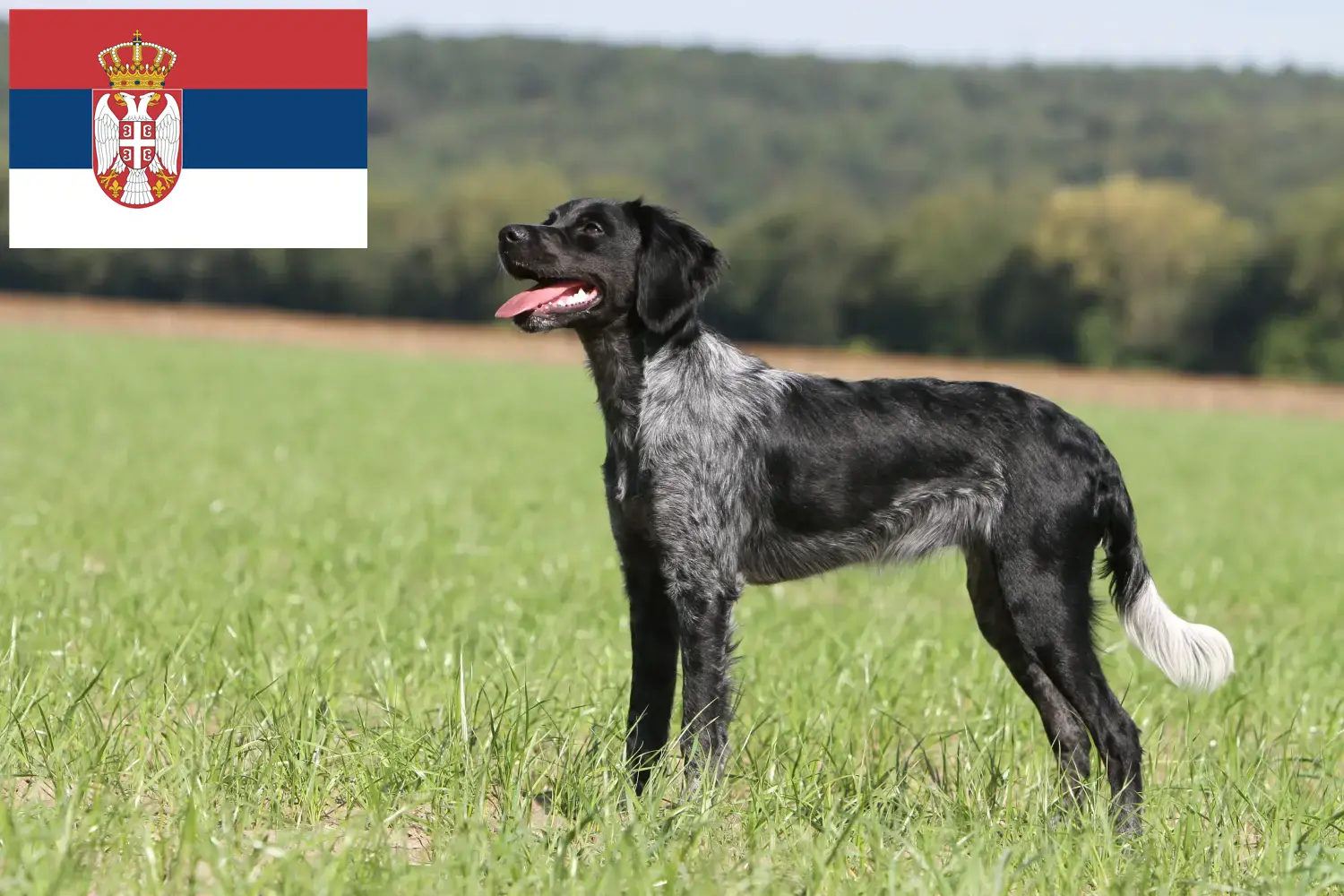 Epagneul Breton štěňata a chovatelé Srbsko Zde najdete chovatele plemene Epagneul Breton v Srbsku.