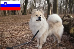 Přečtete si více ze článku Chovatelé Eurasier a štěňata ve Slovinsku