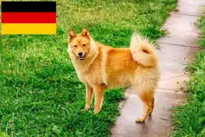 Přečtete si více ze článku Chovatelé finských špiců a štěňat v Německu
