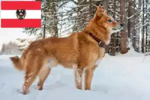 Přečtete si více ze článku Chovatelé finských špiců a štěňat v Rakousku