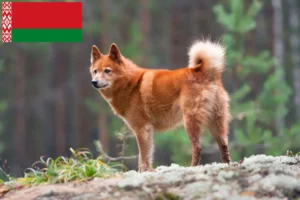 Přečtete si více ze článku Chovatelé finských špiců a štěňat v Bělorusku