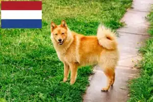 Přečtete si více ze článku Chovatelé finských špiců a štěňat v Nizozemsku