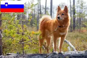Přečtete si více ze článku Chovatelé finských špiců a štěňat ve Slovinsku
