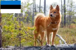 Přečtete si více ze článku Chovatelé finských špiců a štěňat v Estonsku