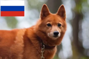 Přečtete si více ze článku Chovatelé finských špiců a štěňat v Rusku