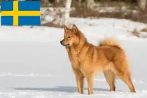 Přečtete si více ze článku Chovatelé finských špiců a štěňat ve Švédsku