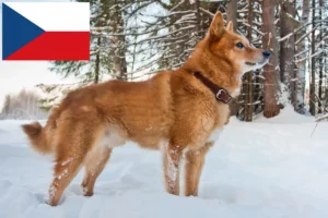 Přečtete si více ze článku Chovatelé finských špiců a štěňat v České republice