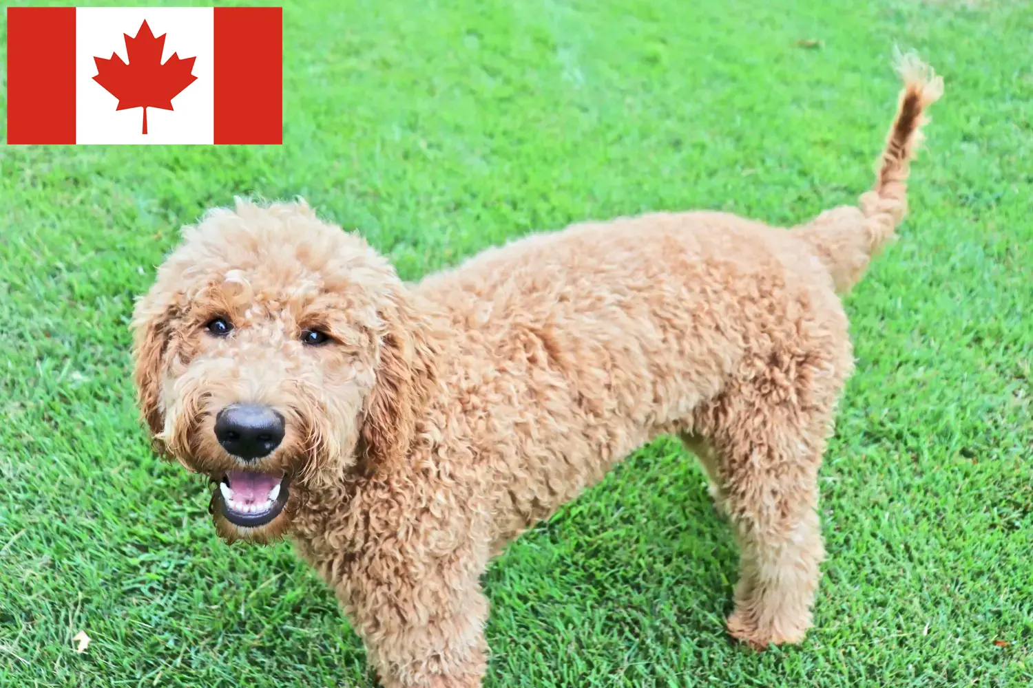 Goldendoodle štěňata a chovatelé Kanada Najděte chovatele goldendoodlů v Kanadě zde.