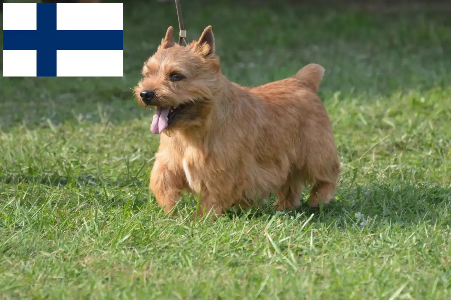 Štěňata a chovatelé irského teriéra Glen of Imaal Finsko Zde najdete chovatele irského Glen of Imaal teriéra ve Finsku.