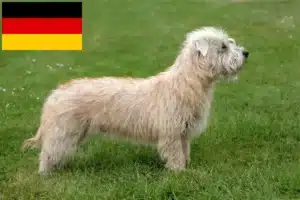 Přečtete si více ze článku Irský Glen of Imaal Terrier chovatelé a štěňata v Německu