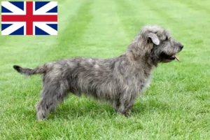Přečtete si více ze článku Chovatelé a štěňata irského Glen of Imaal teriéra ve Velké Británii