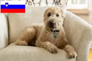 Přečtete si více ze článku Chovatelé a štěňata irského soft coated wheaten teriéra ve Slovinsku