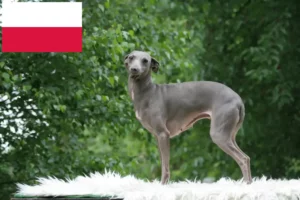 Přečtete si více ze článku Chovatelé italských zvonkoher a štěňat v Polsku