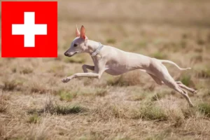 Přečtete si více ze článku Chovatelé italských zvonkoher a štěňat ve Švýcarsku