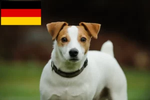 Přečtete si více ze článku Chovatelé Jack Russellů a štěňat v Německu