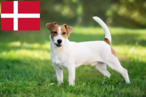 Přečtete si více ze článku Chovatelé Jack Russellů a štěňat v Dánsku