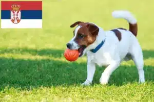Přečtete si více ze článku Chovatelé Jack Russellů a štěňat v Srbsku