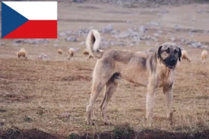 Přečtete si více ze článku Chovatelé a štěňata kangalů v České republice