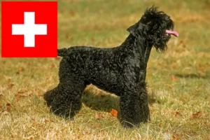 Přečtete si více ze článku Chovatelé a štěňata Kerry Blue teriéra ve Švýcarsku