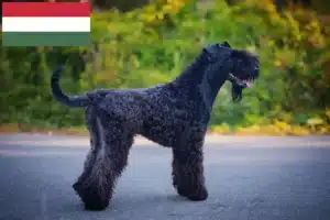 Přečtete si více ze článku Chovatelé a štěňata Kerry Blue teriéra v Maďarsku