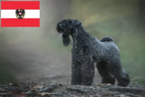 Přečtete si více ze článku Chovatelé a štěňata Kerry Blue teriéra v Rakousku