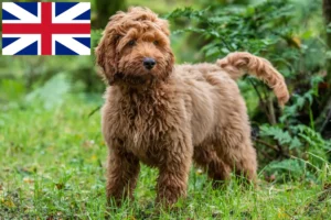 Přečtete si více ze článku Chovatelé a štěňata kakadu ve Velké Británii