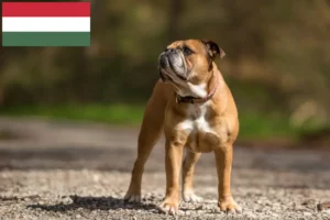 Přečtete si více ze článku Chovatelé kontinentálních buldočků a štěňata v Maďarsku