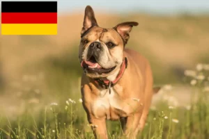 Přečtete si více ze článku Chovatelé kontinentálních buldočků a štěňata v Německu
