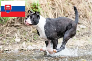 Přečtete si více ze článku Chovatelé kontinentálních buldočků a štěňat na Slovensku