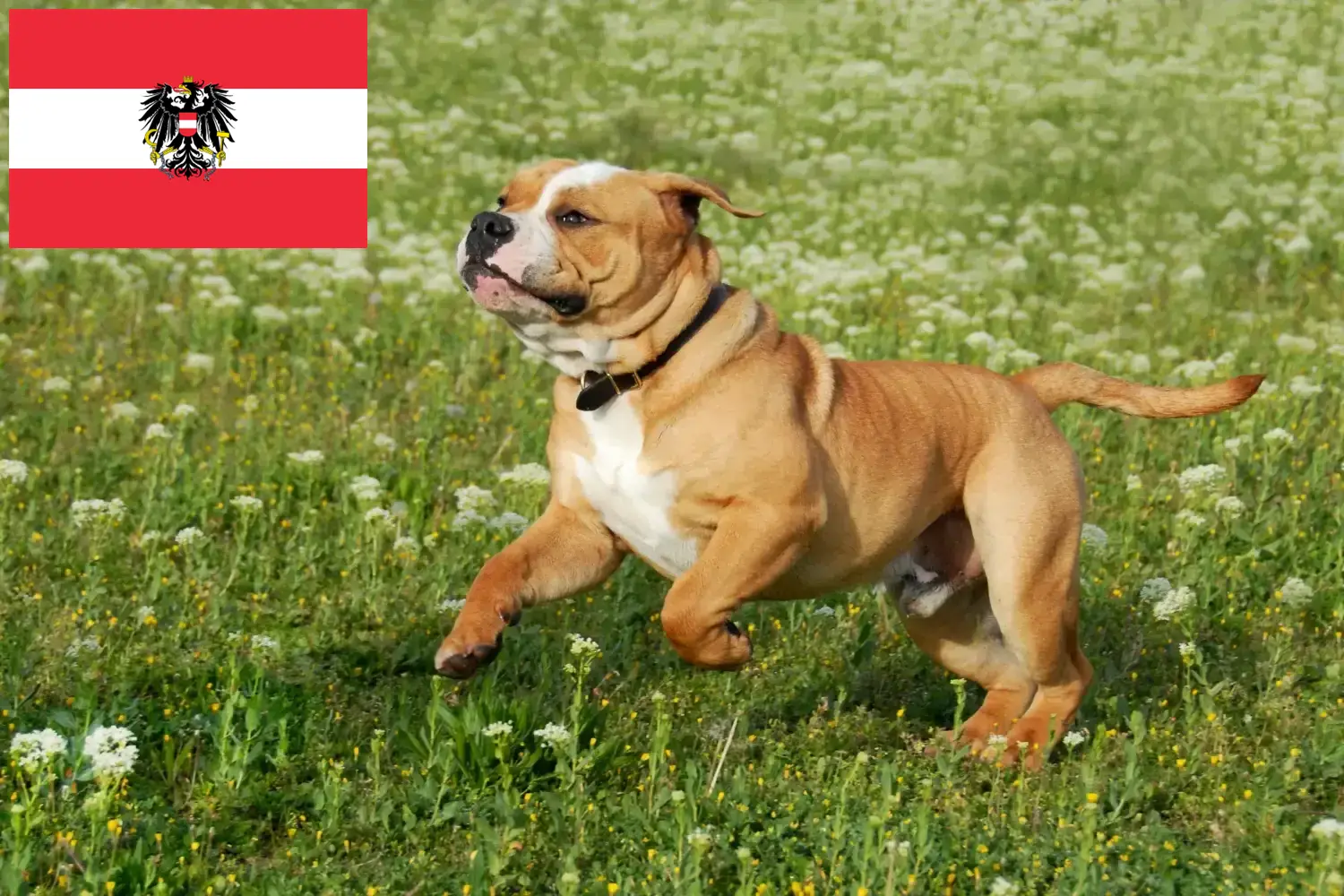 Přečtete si více ze článku Chovatelé kontinentálních buldočků a štěňata v Rakousku
