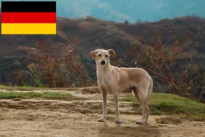 Přečtete si více ze článku Kritikos Lagonikos chovatelé a štěňata v Německu