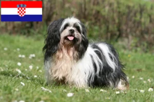 Přečtete si více ze článku Chovatelé a štěňata Lhasa Apso v Chorvatsku