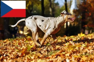 Přečtete si více ze článku Louisiana Catahoula Leopard Chovatelé a štěňata v České republice
