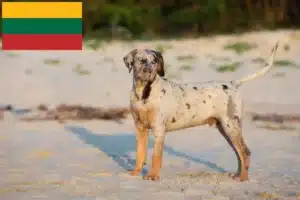 Přečtete si více ze článku Louisiana Catahoula leopardí pes chovatel a štěňata v Litvě