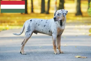 Přečtete si více ze článku Louisiana Catahoula leopardí pes chovatel a štěňata v Maďarsku