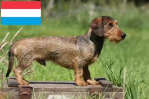 Přečtete si více ze článku Chovatelé jezevčíků a štěňat v Lucembursku