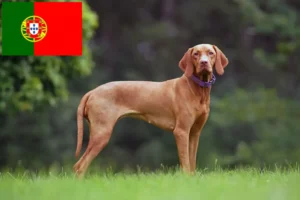 Přečtete si více ze článku Chovatelé magyar vizsla a štěňata v Portugalsku