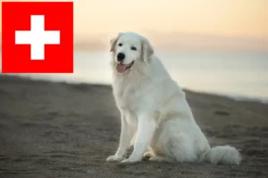 Přečtete si více ze článku Chovatelé ovčáckých psů plemene Maremma Abruzzo a štěňata ve Švýcarsku