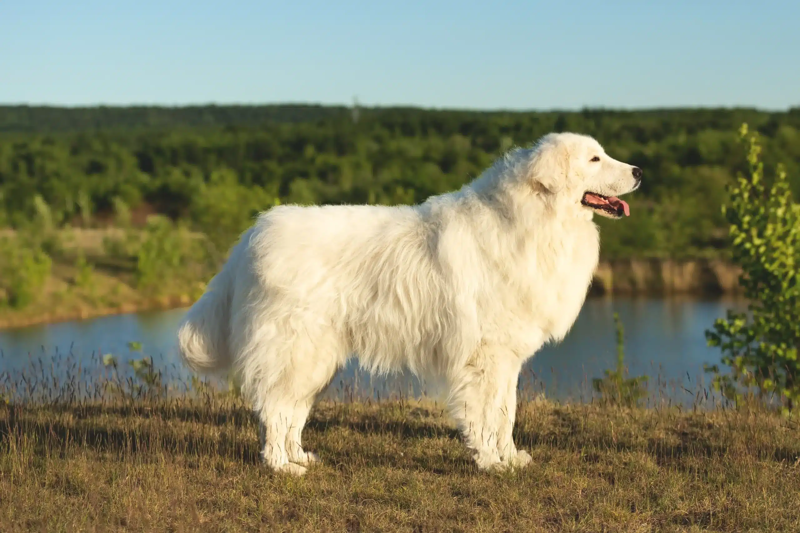 Přečtete si více ze článku Chovatel ovčáckých psů plemene Maremma Abruzzo