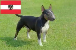 Přečtete si více ze článku Chovatelé miniaturních bulteriérů a štěňat v Rakousku