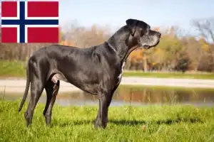 Přečtete si více ze článku Chovatelé německých dog a štěňat v Norsku