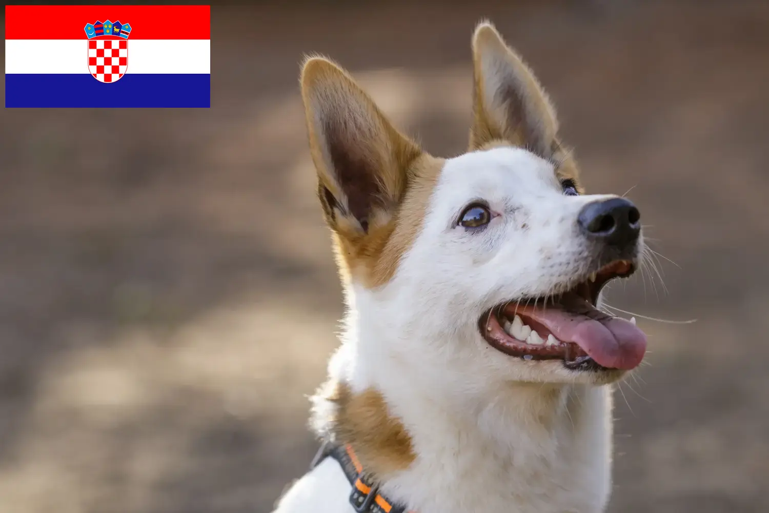 Norrbottenspitz štěňata a chovatelé Chorvatsko Zde najdete chovatele norrbottenspitzů v Chorvatsku.