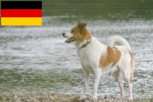 Přečtete si více ze článku Chovatelé norrbottenspitzů a štěňat v Německu