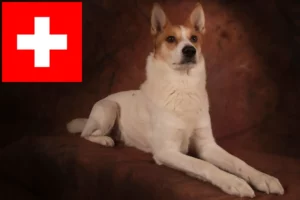 Přečtete si více ze článku Chovatelé norských špiců a štěňat ve Švýcarsku