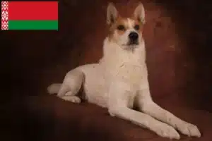 Přečtete si více ze článku Chovatelé norrbottenspitzů a štěňat v Bělorusku