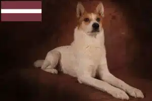 Přečtete si více ze článku Chovatelé norrbottenspitzů a štěňat v Lotyšsku